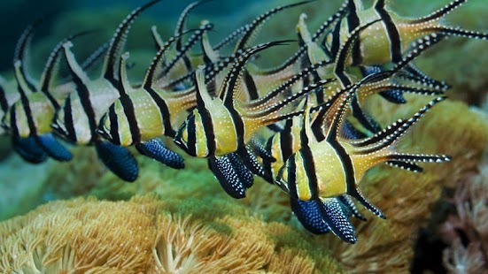 Fish Wallpaper Screenshots 3