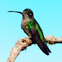 Magnificent hummingbird females