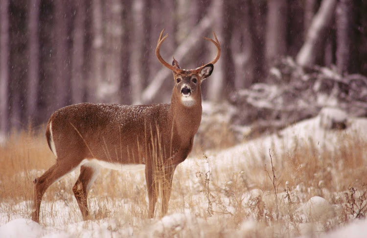 A white-tailed deer in an early snow in  Duplessis (Cote-Nord), Quebec.