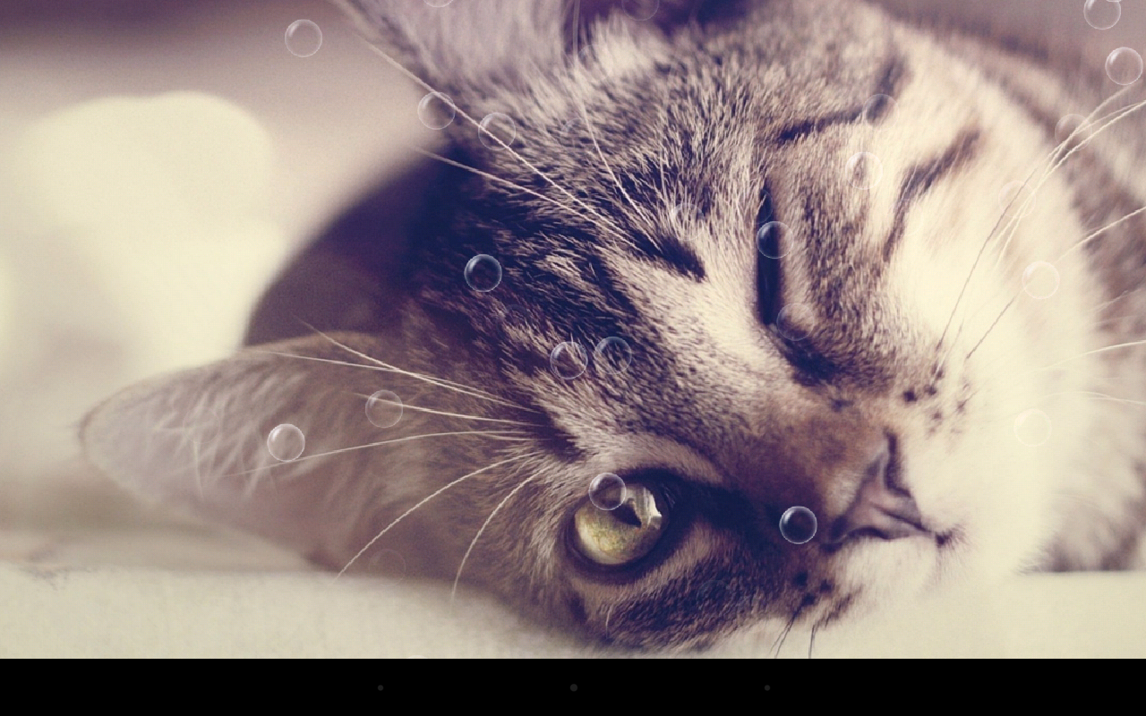 Funny Cat Live Wallpaper Android Apps on Google Play