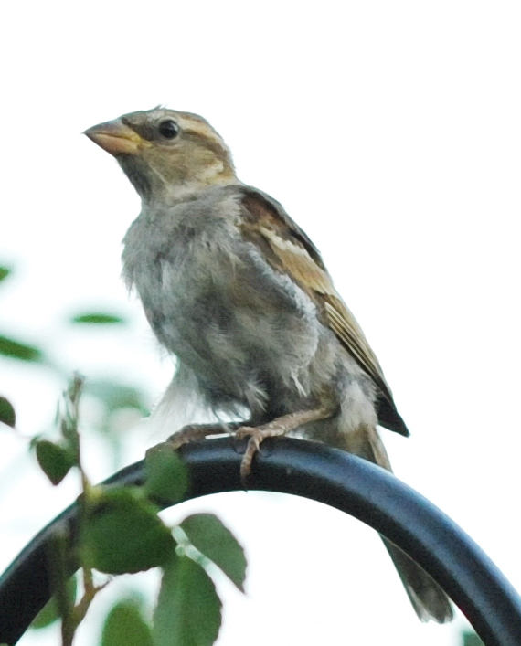  young female house sparrow