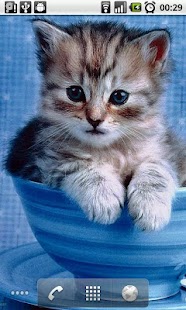 Kitten Slideshow Screenshots 5