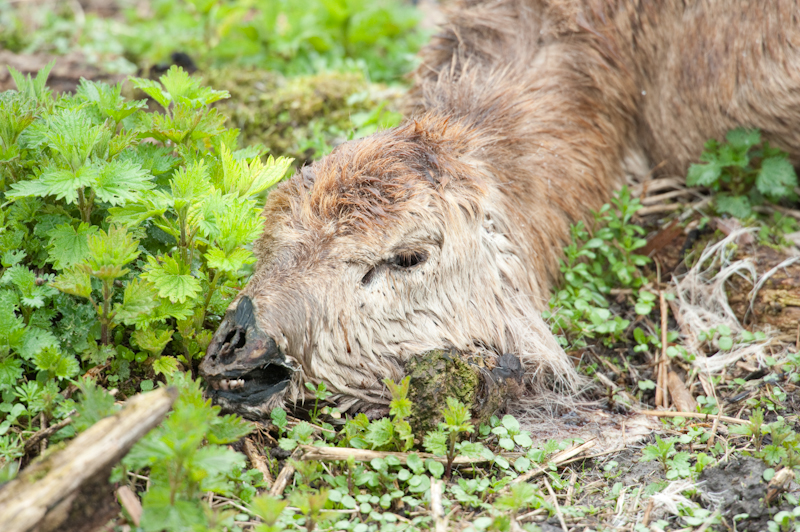 Red deer (winter victim)