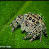Regal Jumping Spider (female)