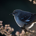 Northern mockingbird