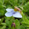 Malayan Eyebright