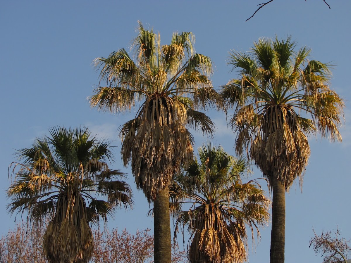 California fan palm