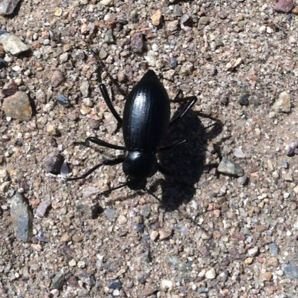 Desert Stink Beetle | Project Noah