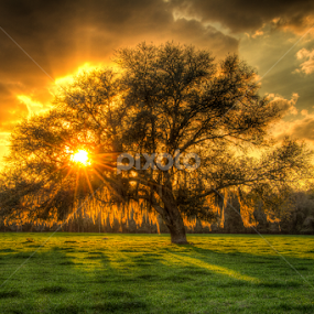 Beef Farm Tree by Jason Green - Landscapes Sunsets & Sunrises