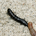 Rove Beetle (Larva)