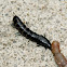 Rove Beetle (Larva)