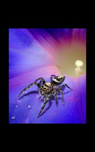 How to get My Photo Wall Spider LWP 1.02 unlimited apk for laptop