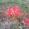 Red spider Lily