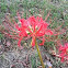 Red spider Lily