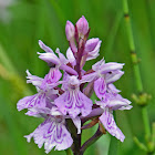 Heath Spotted Orchid/Orchis tacheté