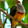 Mariana Fruit Dove