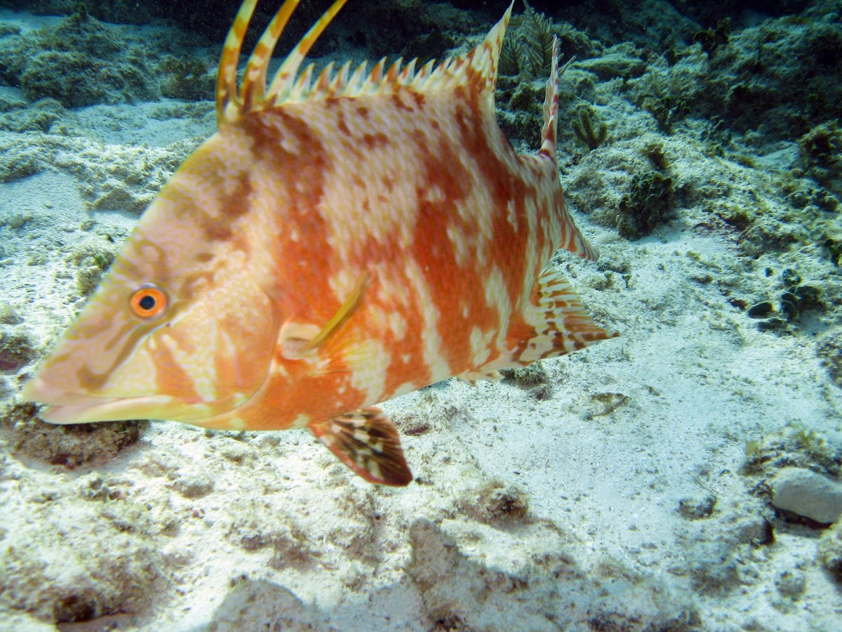 Hogfish