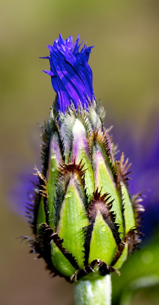 perennial cornflower