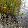 marsh reed grass