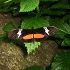 Mexican Longwing Butterfly
