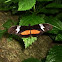 Mexican Longwing Butterfly