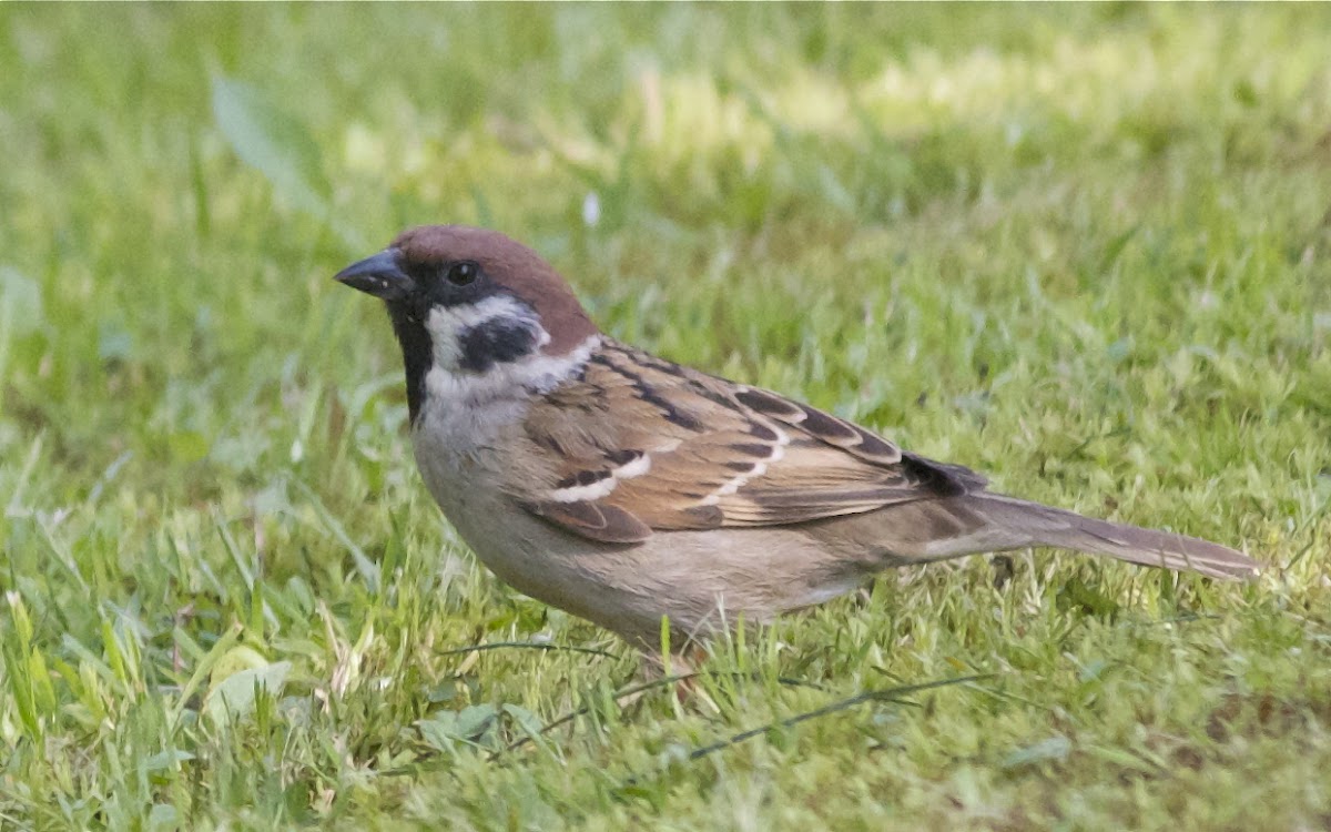 Eurasian Tree Sparrow - Feldsperling