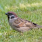 Eurasian Tree Sparrow - Feldsperling