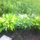 Hosta