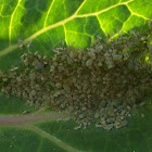  cabbage aphid