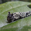 Tiger Leafwing caterpillar, midsize