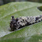 Tiger Leafwing caterpillar, midsize