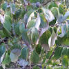 Dogwood bush
