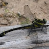 Clubtail dragonfly