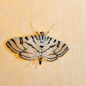 Zebra Conchylodes Moth