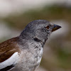 White-winged snowfinch