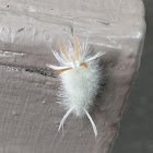 Sycamore Tussock Moth Larvae
