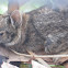 Eastern Cottontail Rabbit [young]