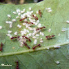 Ants tending a herd of mealybugs