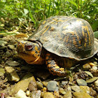 Eastern Box Turtle