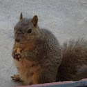 Fox Squirrel