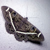 Cream striped owl moth