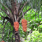 Astrocaryum palm