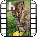 Kittens Video Homescreen
