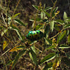 Indian jewel bug