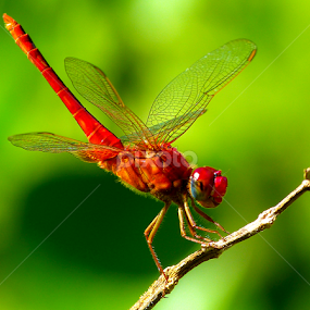 wait............ by Bikash Roy - Animals Insects & Spiders