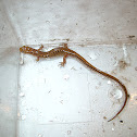 Long-Tailed Salamander