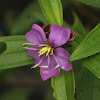 Straits Rhododendron