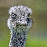 Portrait of a Rhea by Sandy Scott -  