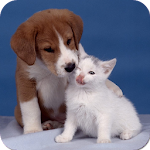Dogs and Cats Wallpapers Apk