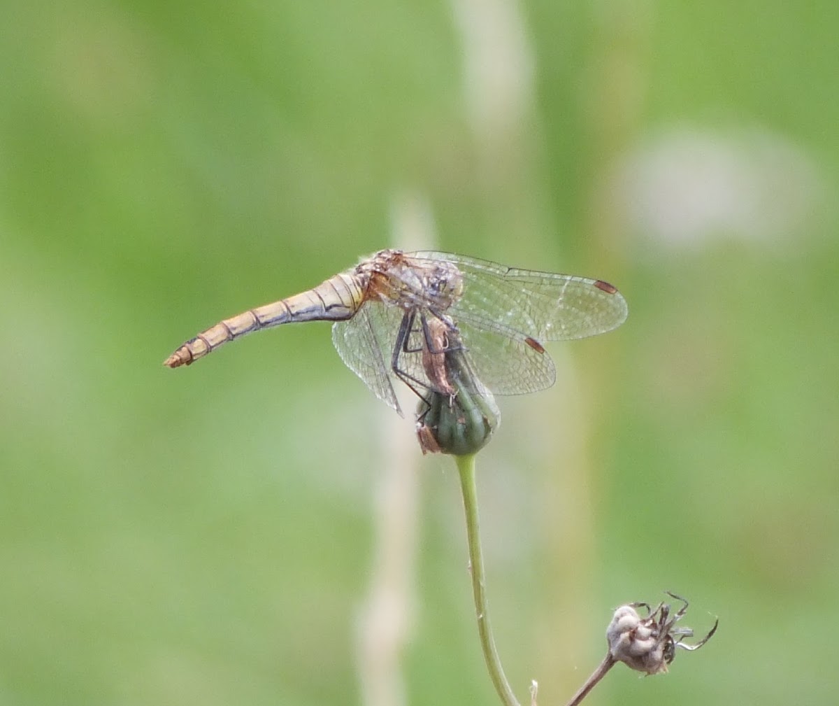 Common darter